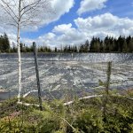 teichreinigung_2021-05-01 008